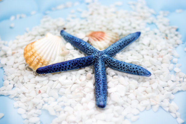 蓝星鱼和贝壳。暑假的概念。图片下载