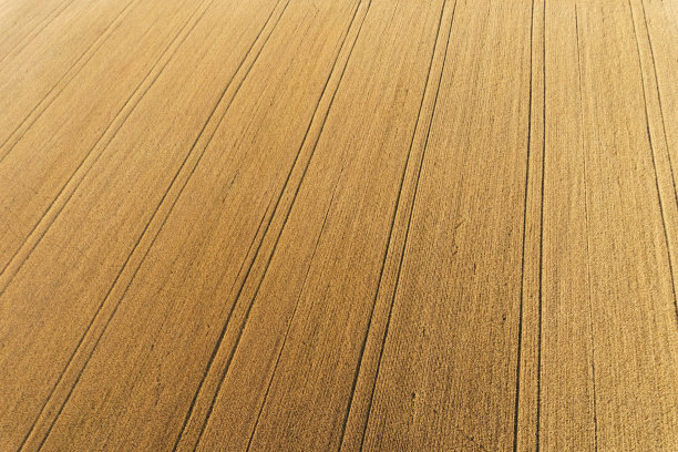 麦田照片素材ID：142014076