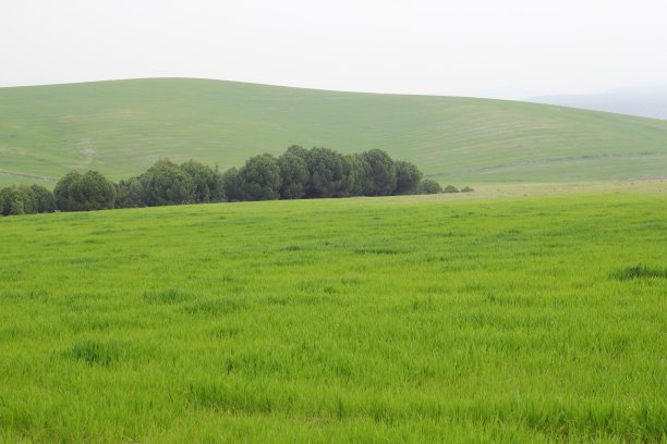 草地图片下载