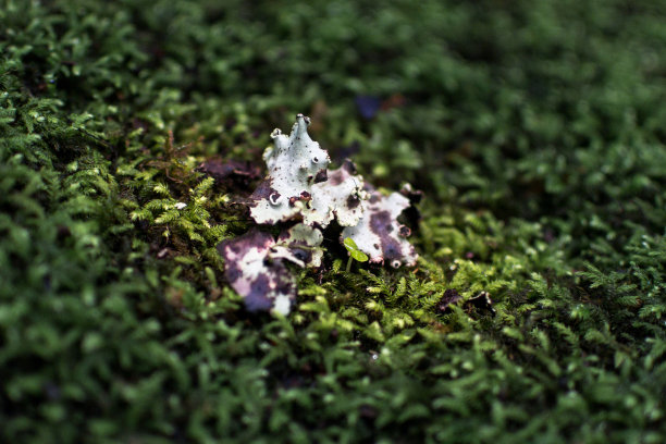 泰国森林里的小蘑菇图片下载