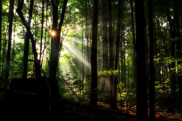 当阳光穿透森林，新的一天开始了图片下载