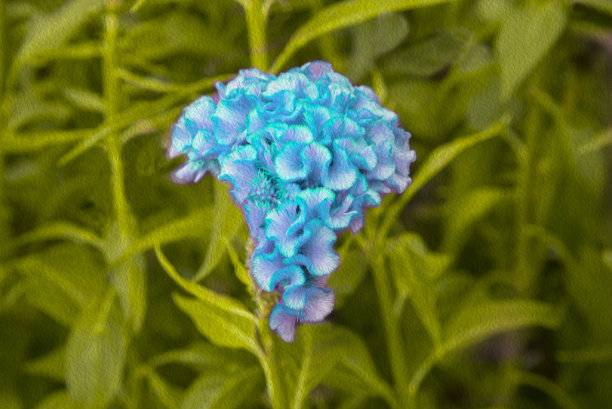鸡冠花中国毛花图片下载