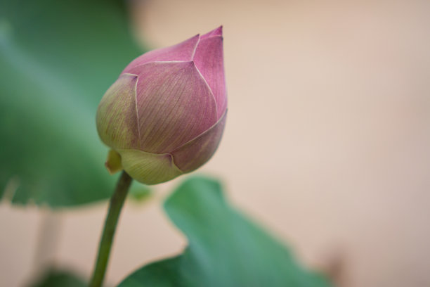 粉红色的莲花图片下载