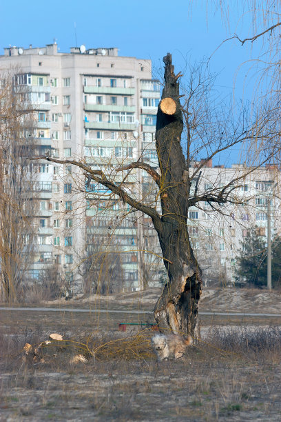 树残疾和狗图片下载