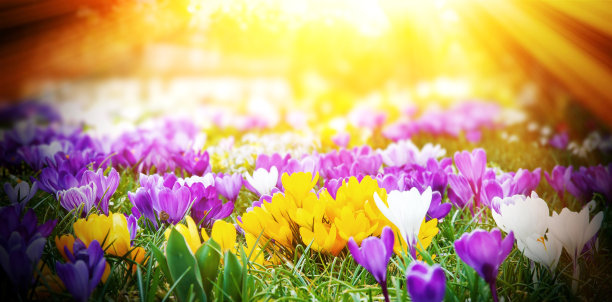 阳光下的番红花素材图片