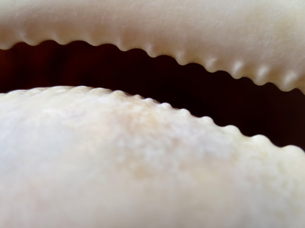 海螺Lyncina图片下载