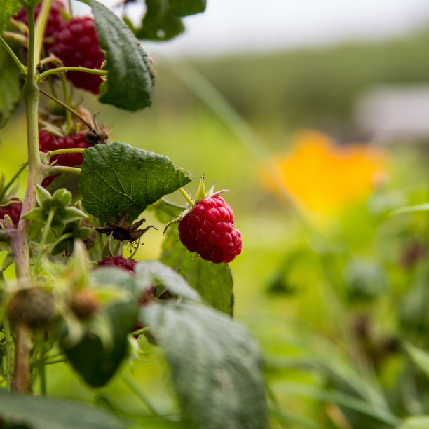 植物上生长的浆果特写镜头图片下载