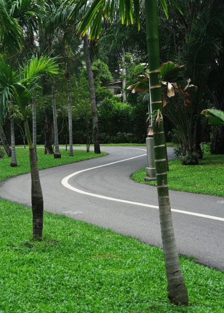 森林道路或景观图片下载