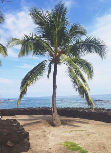 热带景观棕榈树沙海洋自然图片下载