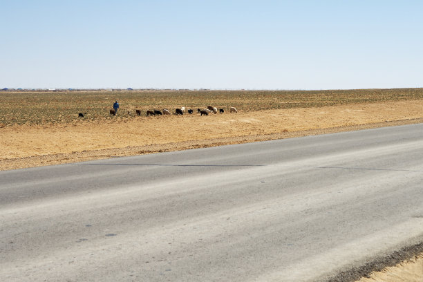 一群羊在路上。图片下载