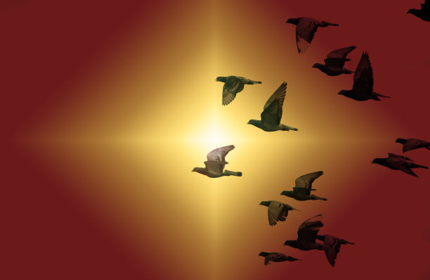 飞翔的鸽子图片下载