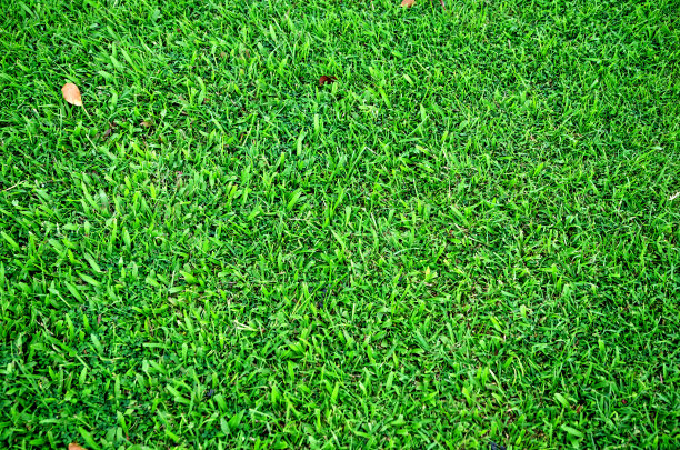 草地的背景图片下载