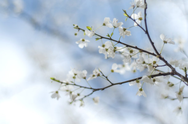 春季梅花特写素材图片