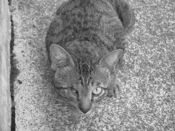 独眼猫图片下载