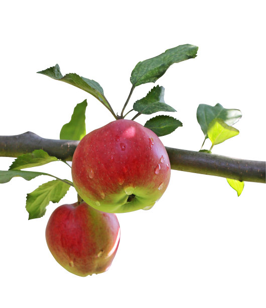 树上的苹果图片下载