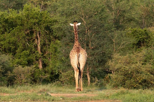 长颈鹿远离图片下载
