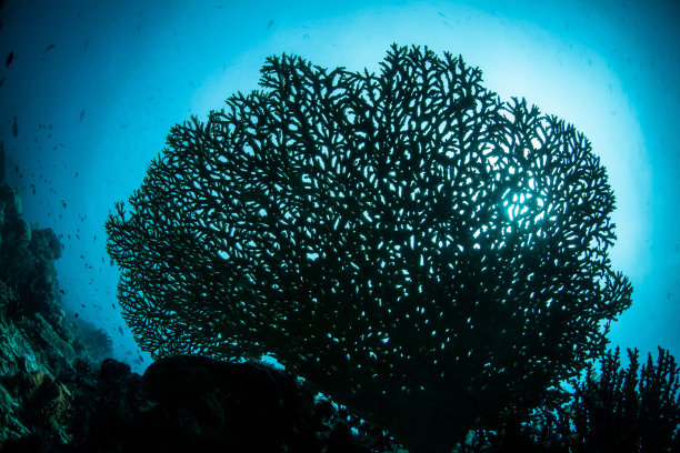 珊瑚轮廓图片下载