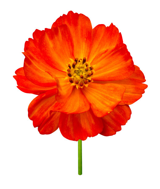 宇宙的花图片下载