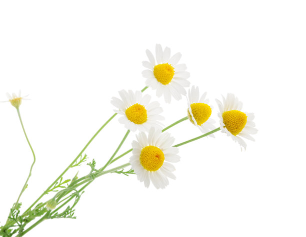 孤立在白色背景上的洋甘菊。没有影子图片下载