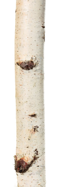 桦树树干图片下载