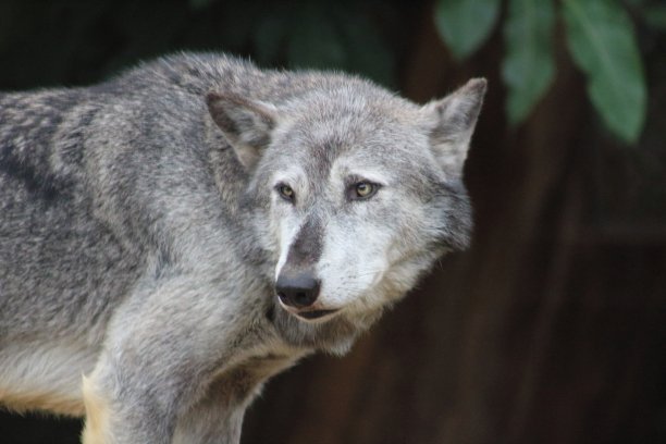 狼群的领袖图片下载