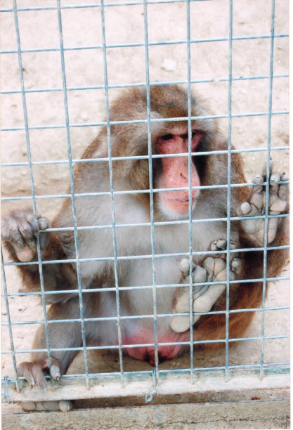 巴布伊诺图片下载