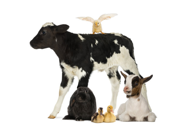 农场动物图片下载