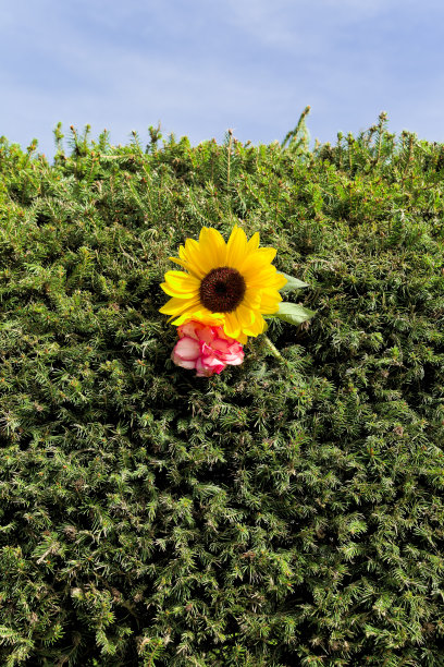 篱笆上的向日葵图片下载