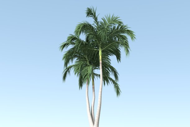 棵大树图片下载