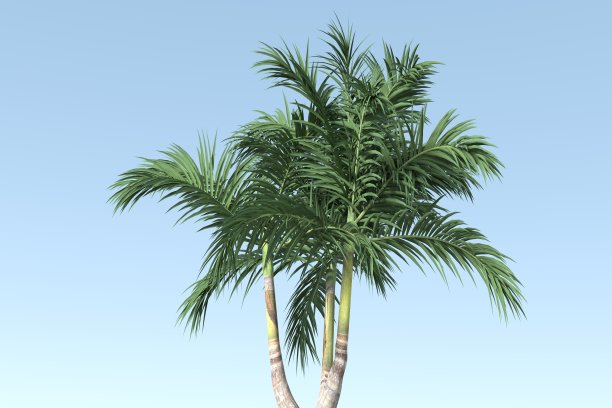 棵大树图片下载