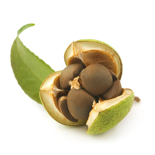 山茶花图片素材ID：142105846