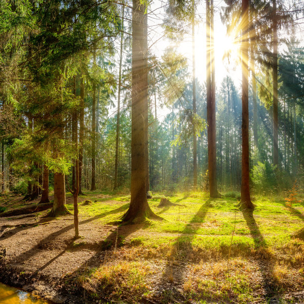 森林中的日出图片下载