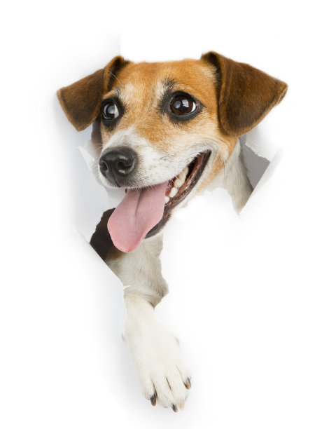 杰克罗素梗的海报广告图片下载