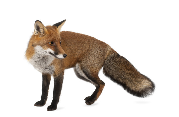 红狐狸，Vulpes Vulpes, 4岁，站着素材图片