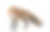 红狐狸，Vulpes Vulpes, 4岁，站着素材图片
