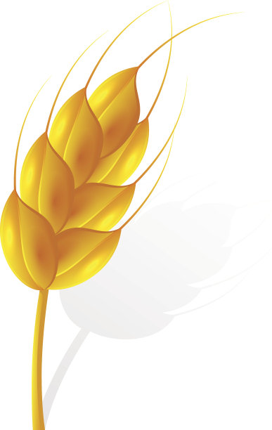 耳朵的小麦图片下载