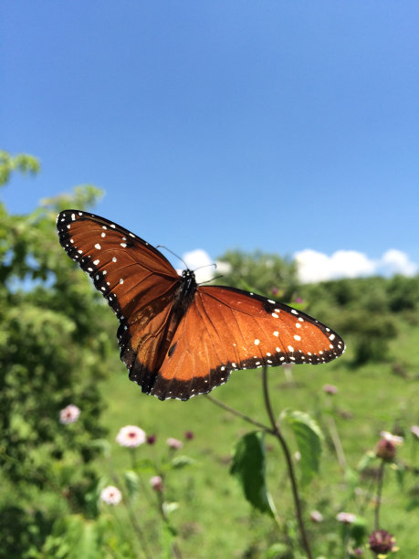 橙色的蝴蝶图片下载