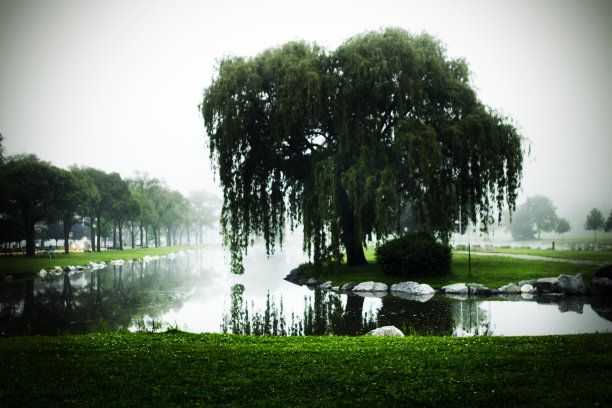 柳和池塘图片下载