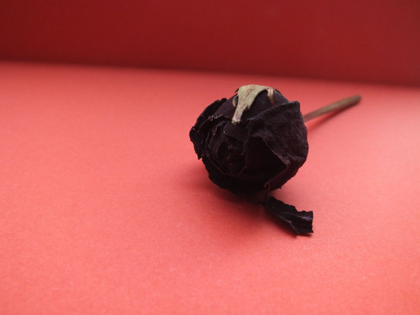 红玫瑰图片下载