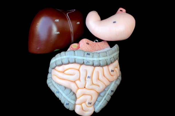 人体解剖学的一部分图片下载