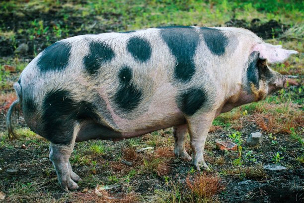 发现猪图片下载