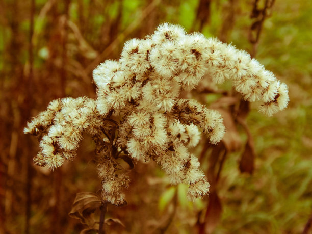 古董去年花图片下载