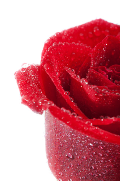 红玫瑰和水滴图片下载