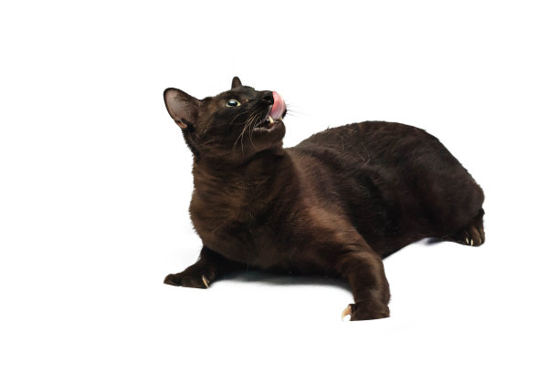 猫咪兴奋起来了图片下载