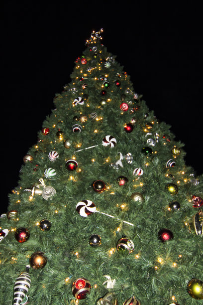 圣诞节树。图片下载