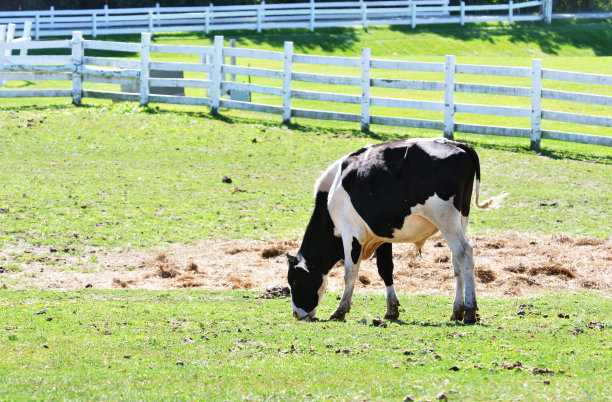 年轻的公牛图片下载