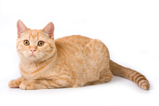 英国条纹红猫(孤立在白色上)素材图片