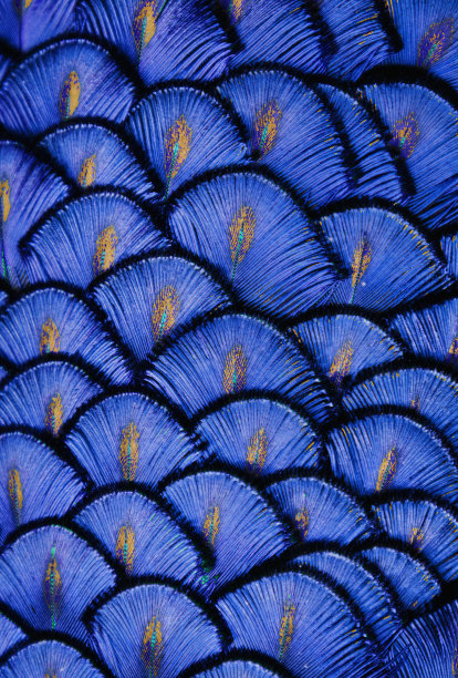 蓝色的羽毛图片下载