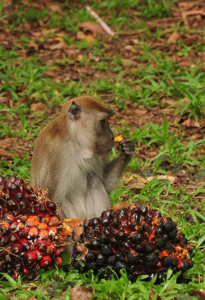 猴子和油棕榈图片下载