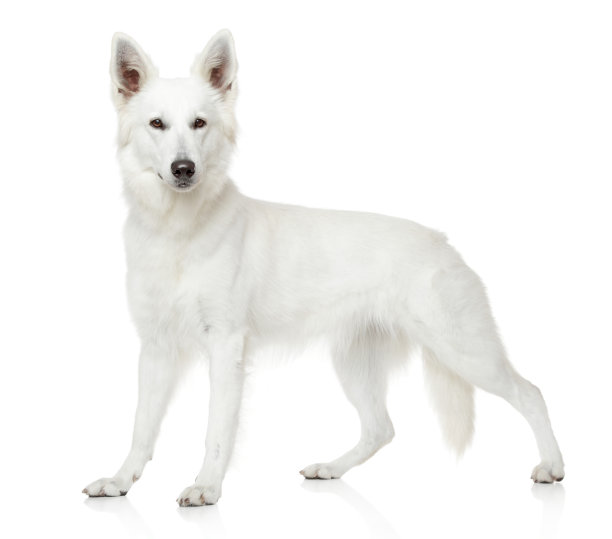 瑞士牧羊犬图片下载